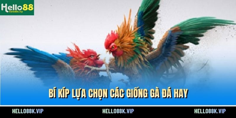 bi-kip-lua-chon-cac-giong-ga-da-hay