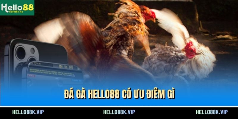 da-ga-hello88-co-uu-diem-gi
