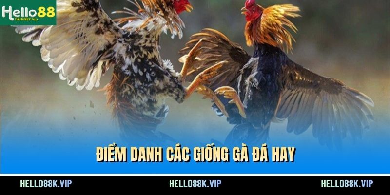diem-danh-cac-giong-ga-da-hay