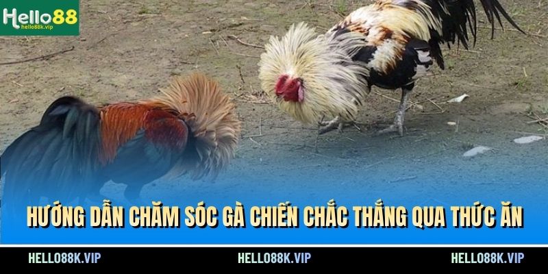 huong-dan-cham-soc-ga-chien-chac-thang-qua-thuc-an