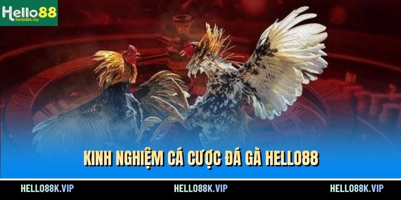 kinh-nghiem-ca-cuoc-da-ga-hello88