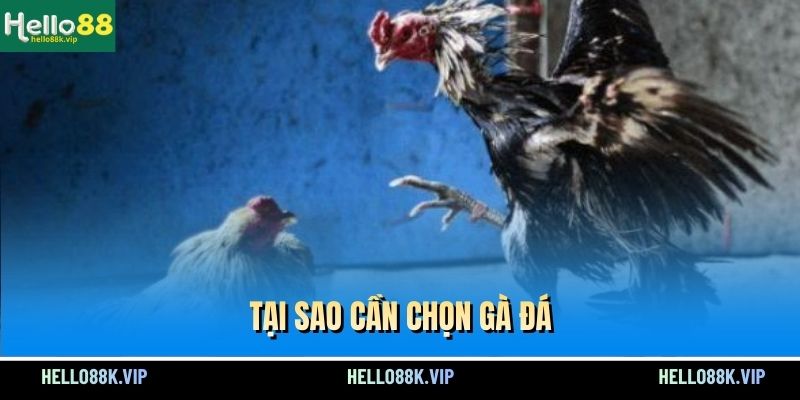 tai-sao-can-chon-ga-da