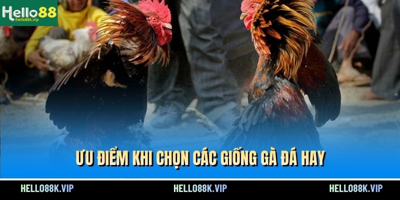uu-diem-khi-chon-cac-giong-ga-da-hay